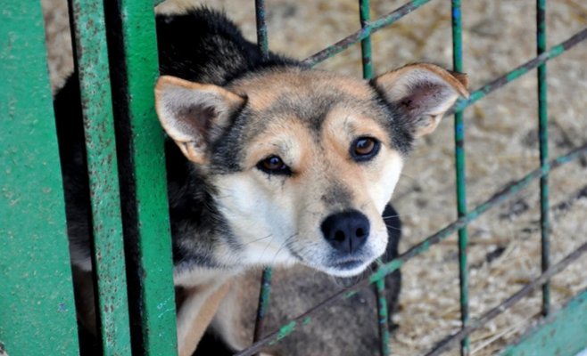 В Праге прошел марш в защиту прав животных