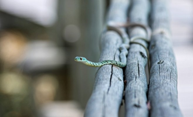 Одного из сотрудников компании Za Pazdernou укусила змея, прибывшая в грузе