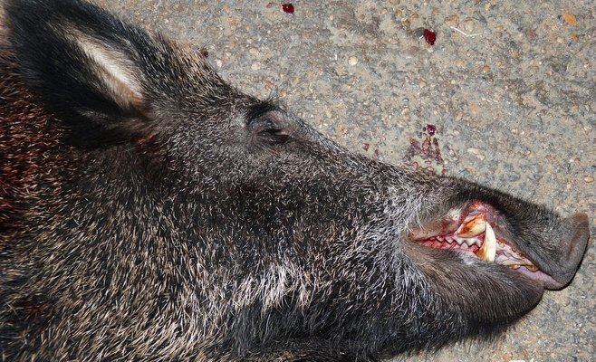 Ресторану грозит штраф за хранение мяса в грузовом лифте заведения