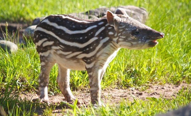 В Йиглавском зоопарке родился тапир