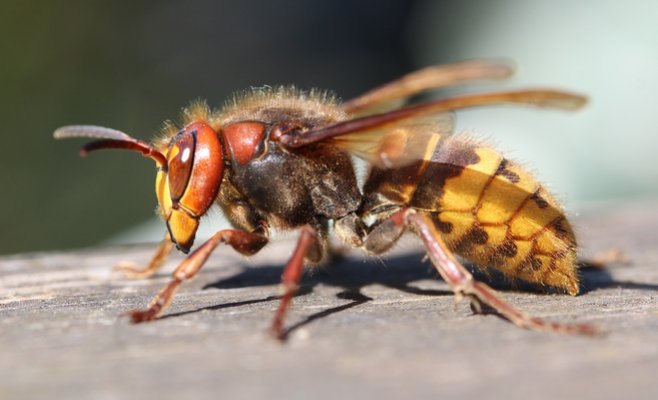 В районе Небушице шершни напали на туристов