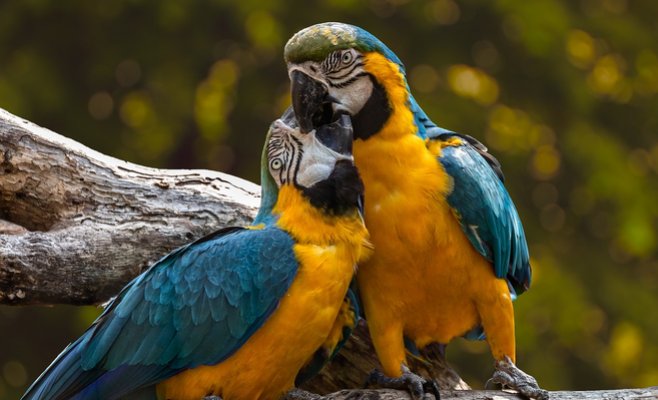 В Пражском зоопарке откроется новый павильон с редкими птицами