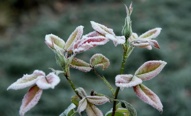 Утром в Чехии температура упала до -8 градусов