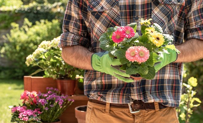 В Чехии растет число краж общественных зеленых насаждений