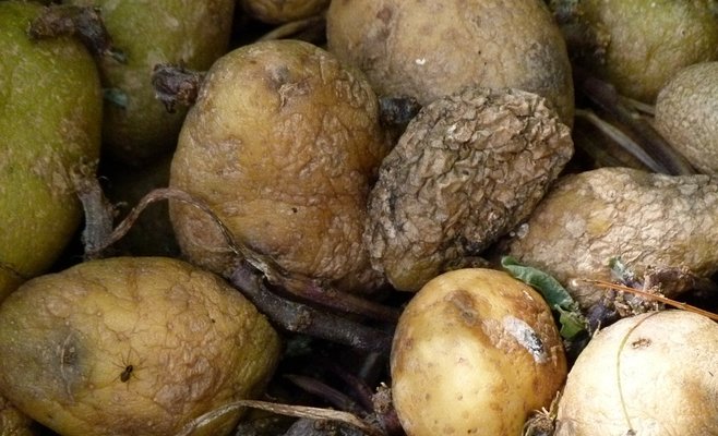 В одном из ресторанов в Споржице гигиенисты ликвидировали 200 кг опасных продуктов