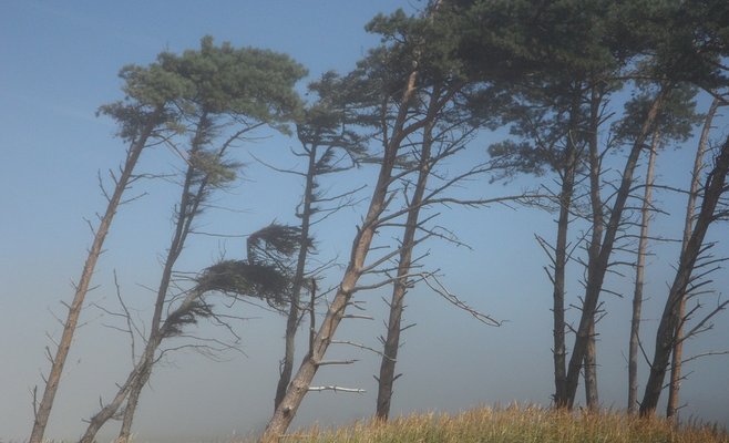 Предупреждение метеорологов: в понедельник в ЧР будет сильный ветер