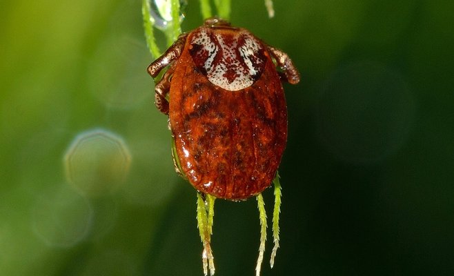 Внимание! Гигиенисты предупреждают о клещевой активности