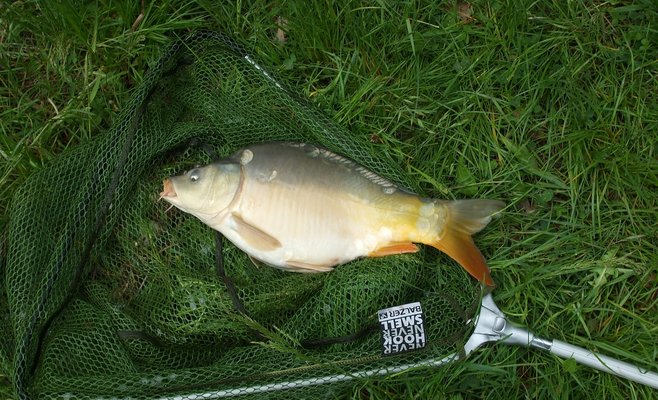 В Чехии перевернулся грузовик с 2 тоннами карпов