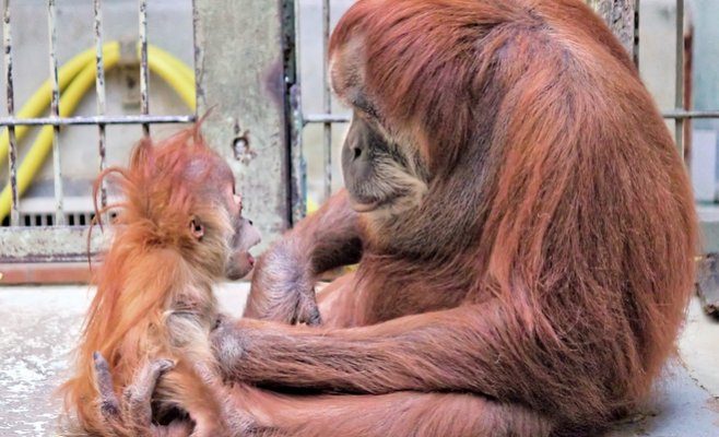 Зоопарку в Усти-над-Лабем грозит закрытие