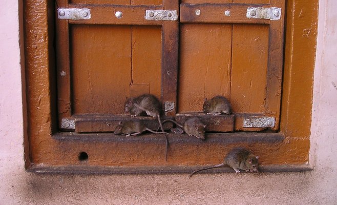 В Праге закончилось общенациональное истребление крыс. Обработано 13,5 тысяч коллекторов