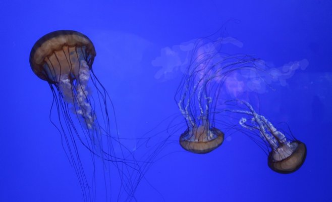 В Праге открылся самый большой в Европе медузариум с десятками тысяч медуз
