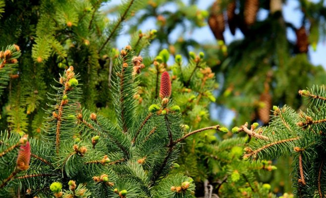 В Чехии началась вырубка елок для праздника