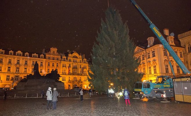 Ель из Семили уже на Староместской площади, в субботу на ней зажгутся огни