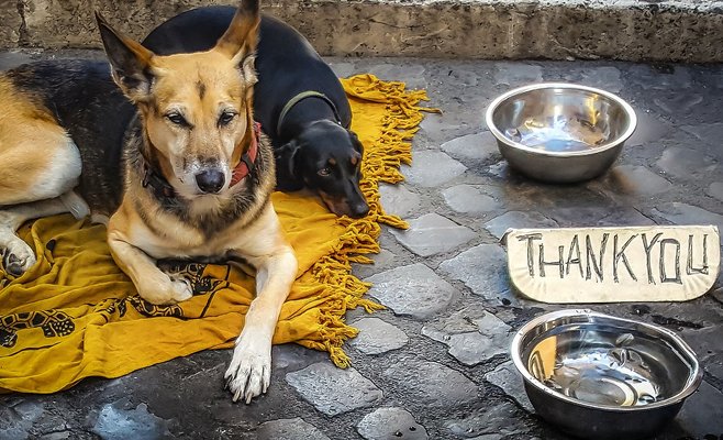 Этой зимой в Праге бездомным разрешат ночевать в общежитиях вместе со своими собаками
