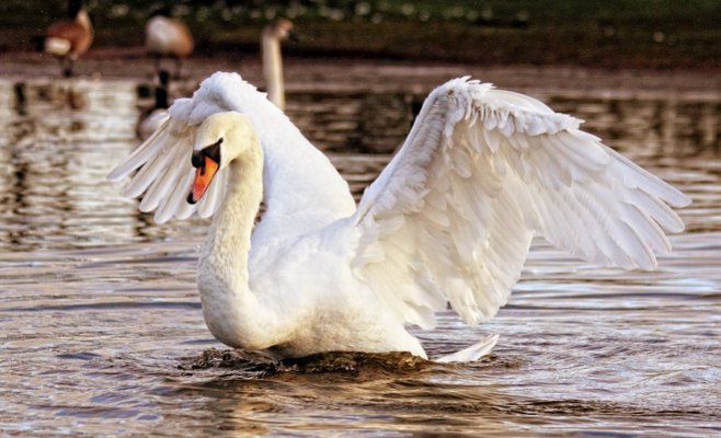 Защитники прав животных призывают местных жителей и туристов прекратить подкармливать лебедей
