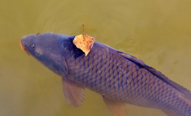 Запеченный праздничный карп под угрозой? Эксперты рассказали о последствиях летней эпидемии герпеса в чешских водоемах