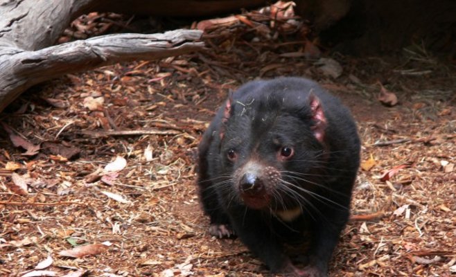 В Пражском зоопарке откроется экспозиция, посвященная Тасмании и Австралии
