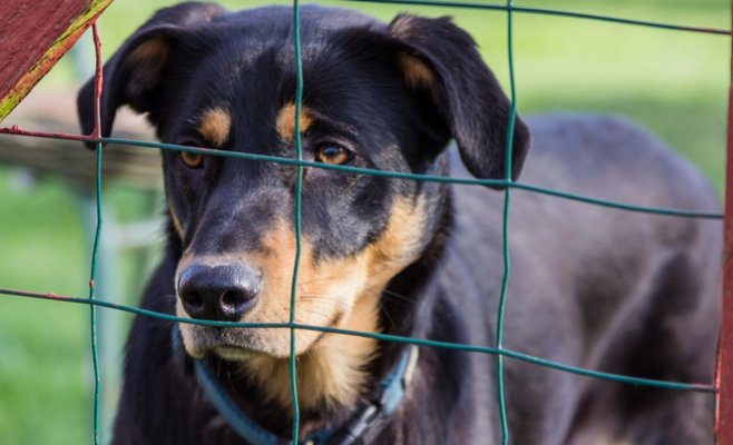 Приют для бездомных животных в Трое приглашает на День открытых дверей