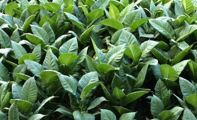 Иностранцы импортировали в Чехию более 30 тонн табака