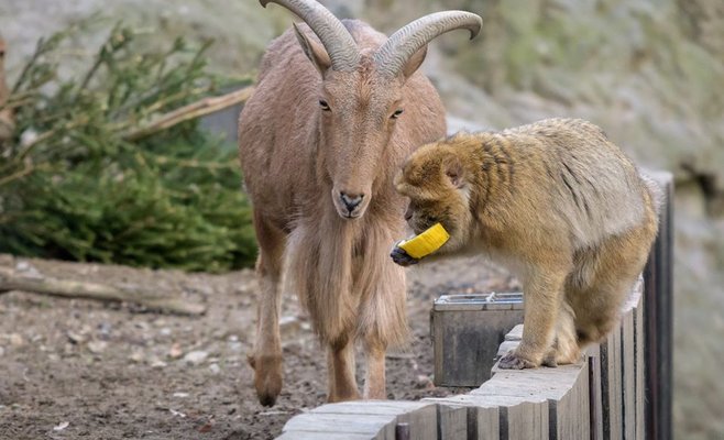 Животные в Пражском зоопарке получили подарки от посетителей