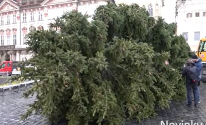 Рождественская елка в Праге пойдет на благотворительность и на корм животным