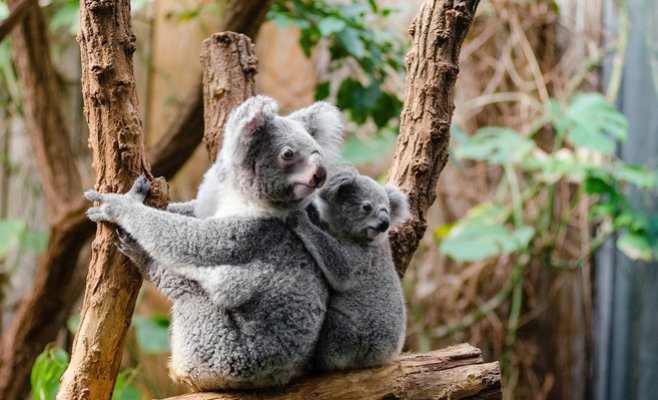 Пражский зоопарк открыл сбор средств для помощи австралийской фауне