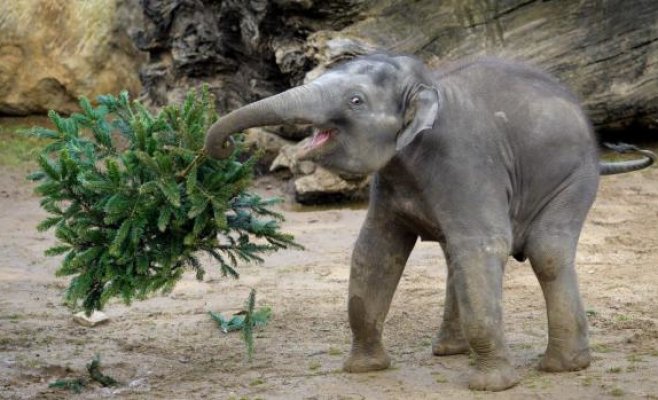 Пражский зоопарк с февраля увеличит плату за вход