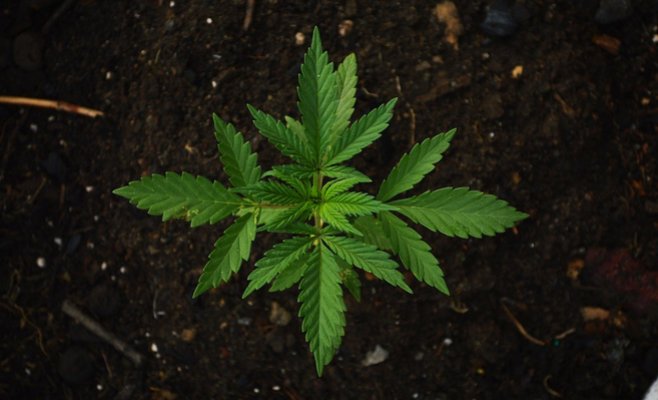 Полицейские обнаружили плантацию конопли в квартире