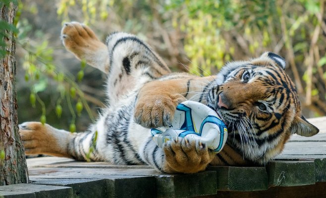 Пражский зоопарк и ботанический сад готовят новые проекты