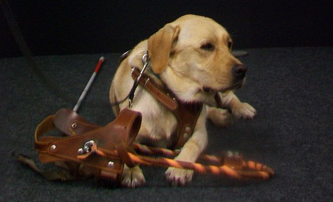 Пражский таксист выгнал слепую женщину из машины из-за ее собаки-поводыря