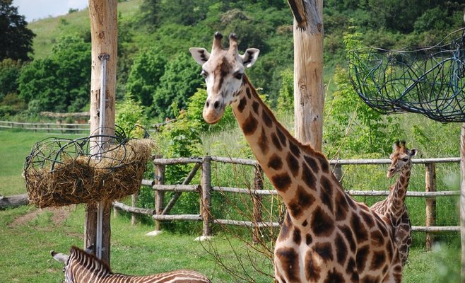 Прага обсуждает вопрос по поводу приобретения нового участка для зоопарка