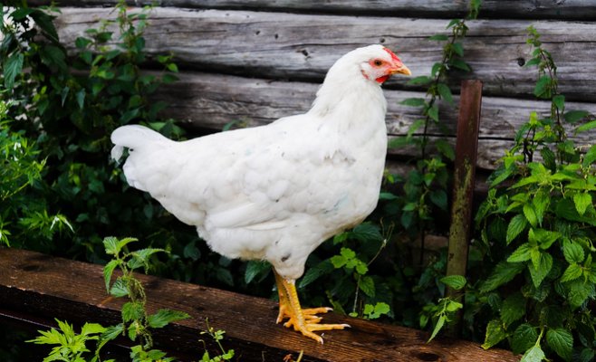 Чешские ученые вывели первую в мире курицу с модифицированными генами