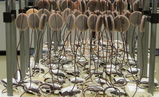 Больницы не принимают донорскую кровь у граждан, вернувшихся из-за границы