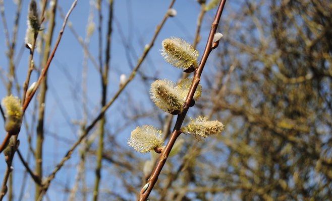 Прогноз погоды на март: воздух будет постепенно прогреваться, но местами возможен снег