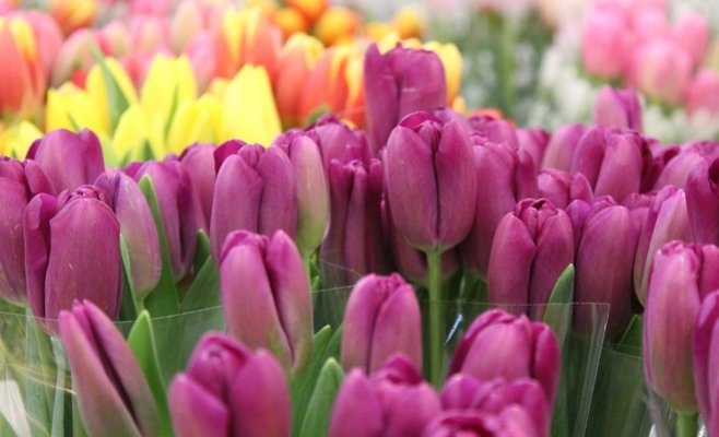 Сколько чехи тратят на цветы в Международный женский день