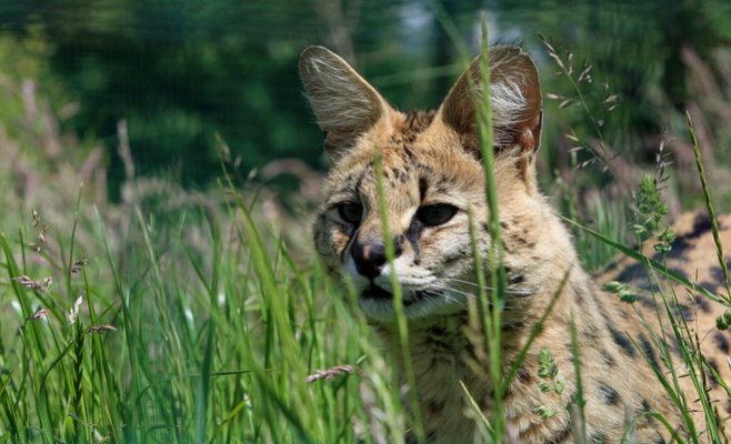 В Праге разыскивают сбежавшую от хозяина сервалу