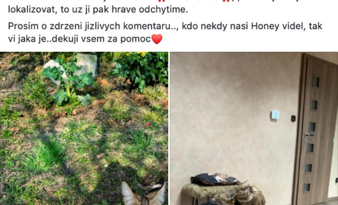 В Праге разыскивают сбежавшую от хозяина сервалу