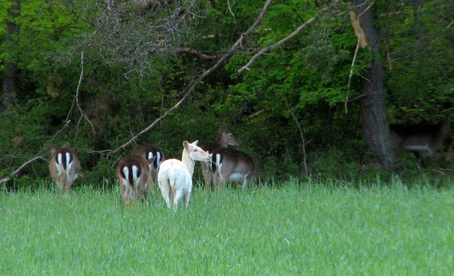 Фото: недалеко от водохранилища Орлик заметили косулю-альбиноса