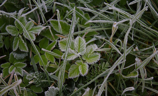 В ночь на среду в Чехии ожидаются заморозки