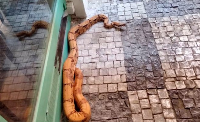 Двухметровая змея в центре Праги напугала прохожих