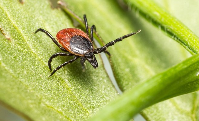 Гигиенисты предупреждают: из-за теплой и влажной погоды клещевая активность значительно возросла