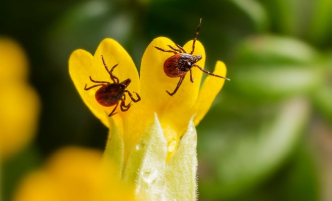 В июле в Чехии значительно увеличилось число пациентов, инфицированных клещевым энцефалитом