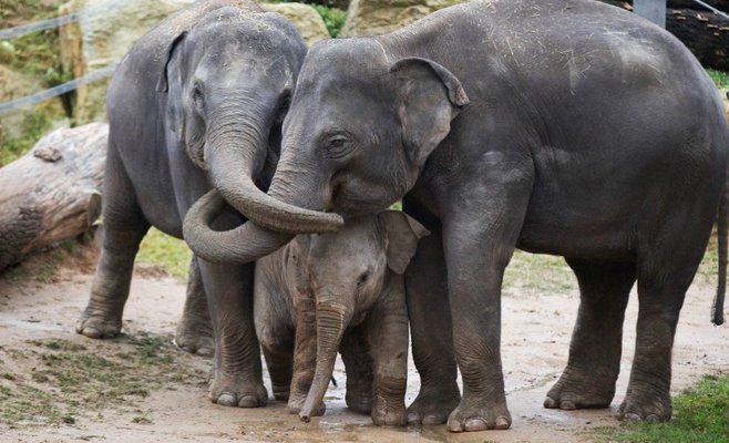 Сегодня в Пражском зоопарке отметят Всемирный день слонов