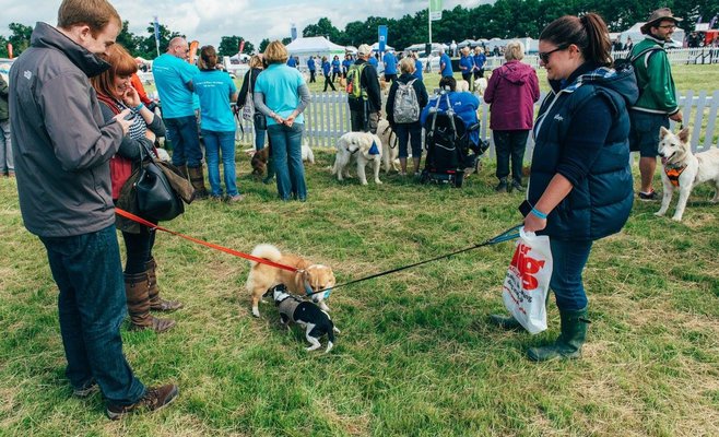 В Праге состоится крупнейший фестиваль собак Dogfest 2020