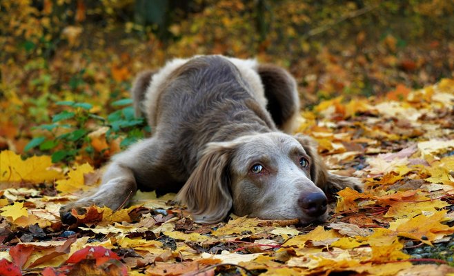 По словам метеорологов, октябрь в Чехии будет довольно теплым