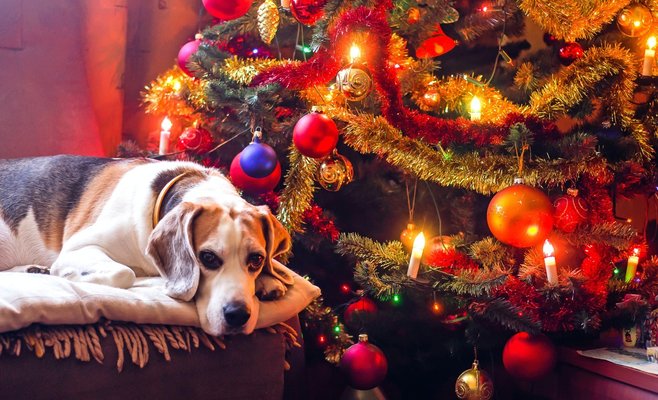 Стали известны цены на рождественские елки в этом году