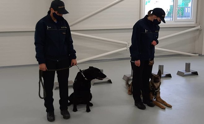 В Чехии таможенные собаки будут выявлять людей, инфицированных Covid-19