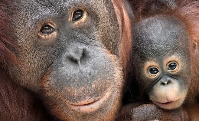 Сегодня в пражском зоопарке родился детеныш суматранского орангутана