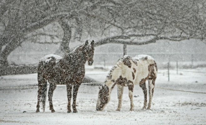 Снегопады в Чехии сменятся потеплением и сильными ветрами