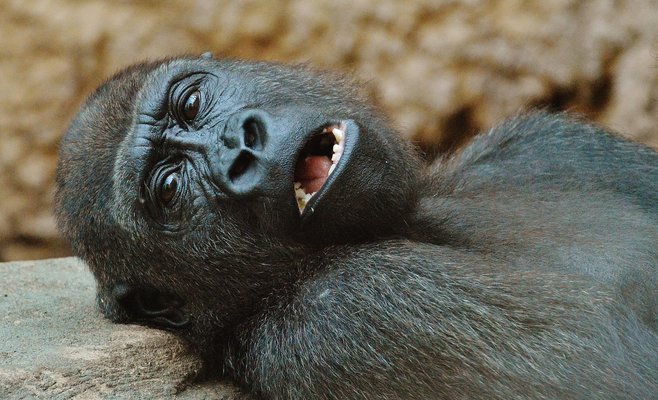 У трех животных в пражском зоопарке обнаружен коронавирус